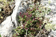 Thymus tauricus
