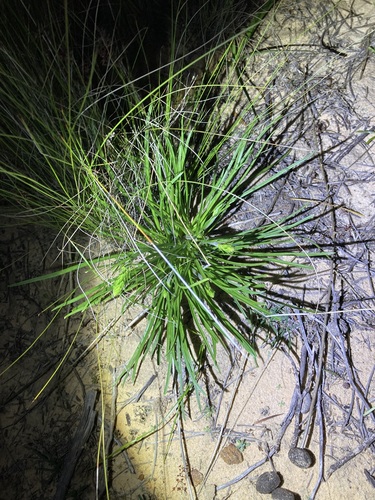 Image of Stylidium elongatum by (c) Thomas Mesaglio, some rights reserved (CC BY)
