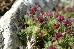 Thymus tauricus