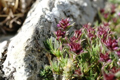 Thymus tauricus