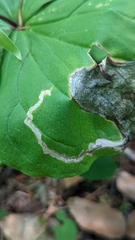Parallelomma vittatum
