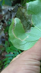 Parallelomma vittatum