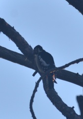 Dendrocopos himalayensis