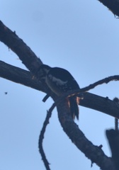 Dendrocopos himalayensis