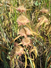 Monarda pectinata