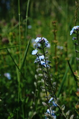 Myosotis lithospermifolia