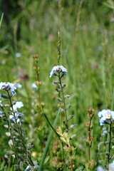 Myosotis lithospermifolia