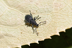 Otiorhynchus pinastri