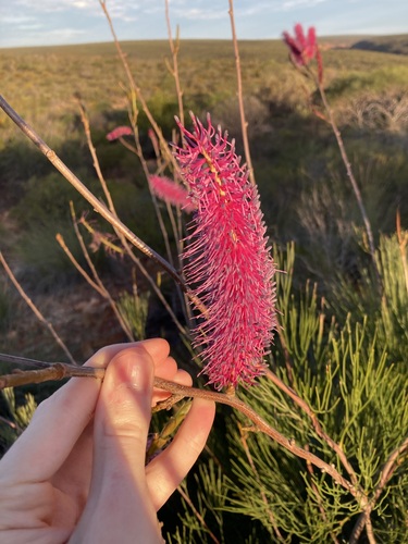 Image of Grevillea petrophiloides by (c) Thomas Mesaglio, some rights reserved (CC BY)