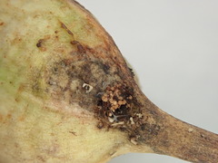 Mononychus vulpeculus