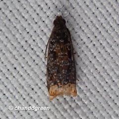 Pseudacroclita hapalaspis