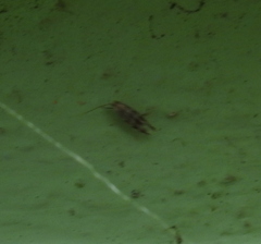 Cameraria ohridella