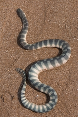 Hydrophis schistosus