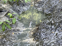 Periophthalmodon schlosseri