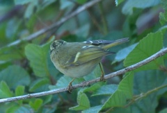 Phylloscopus chloronotus
