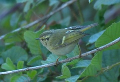 Phylloscopus chloronotus
