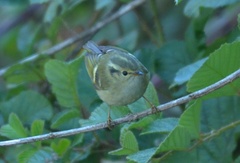 Phylloscopus chloronotus