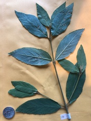 Callicarpa formosana