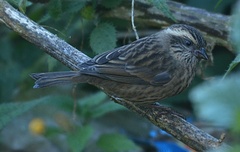 Carpodacus rodochroa