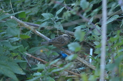 Carpodacus rodochroa