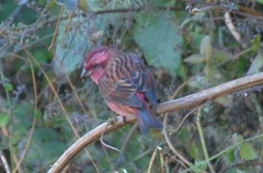 Carpodacus rodochroa