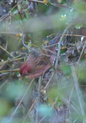 Carpodacus rodochroa