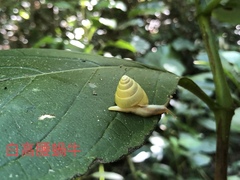 Satsuma albida