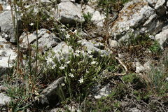 Minuartia adenotricha