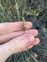 Ecdeiocolea monostachya