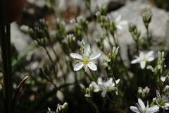 Minuartia adenotricha