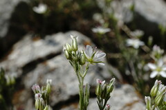 Minuartia adenotricha