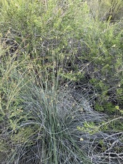 Ecdeiocolea monostachya