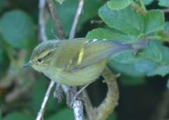 Phylloscopus chloronotus