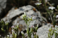 Minuartia adenotricha