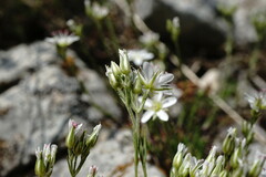 Minuartia adenotricha