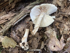 Amanita aestivalis