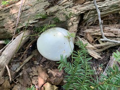 Amanita aestivalis