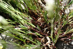 Minuartia adenotricha