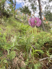 Lilium lankongense