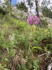 Lilium lankongense