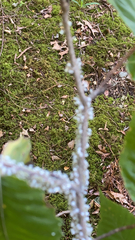 Grylloprociphilus imbricator