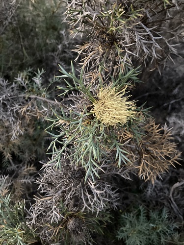 Image of Banksia fraseri by (c) Thomas Mesaglio, some rights reserved (CC BY)