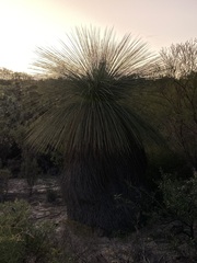 Xanthorrhoea drummondii
