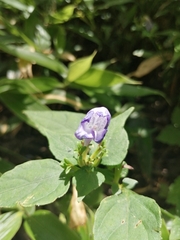 Strobilanthes formosana