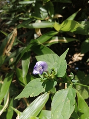 Strobilanthes formosana
