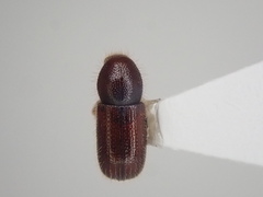 Dryocoetes autographus