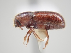 Dryocoetes autographus