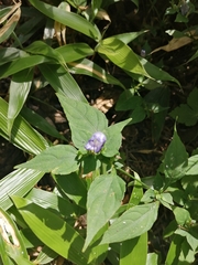 Strobilanthes formosana