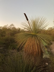 Xanthorrhoea drummondii