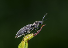 Actenicerus siaelandicus